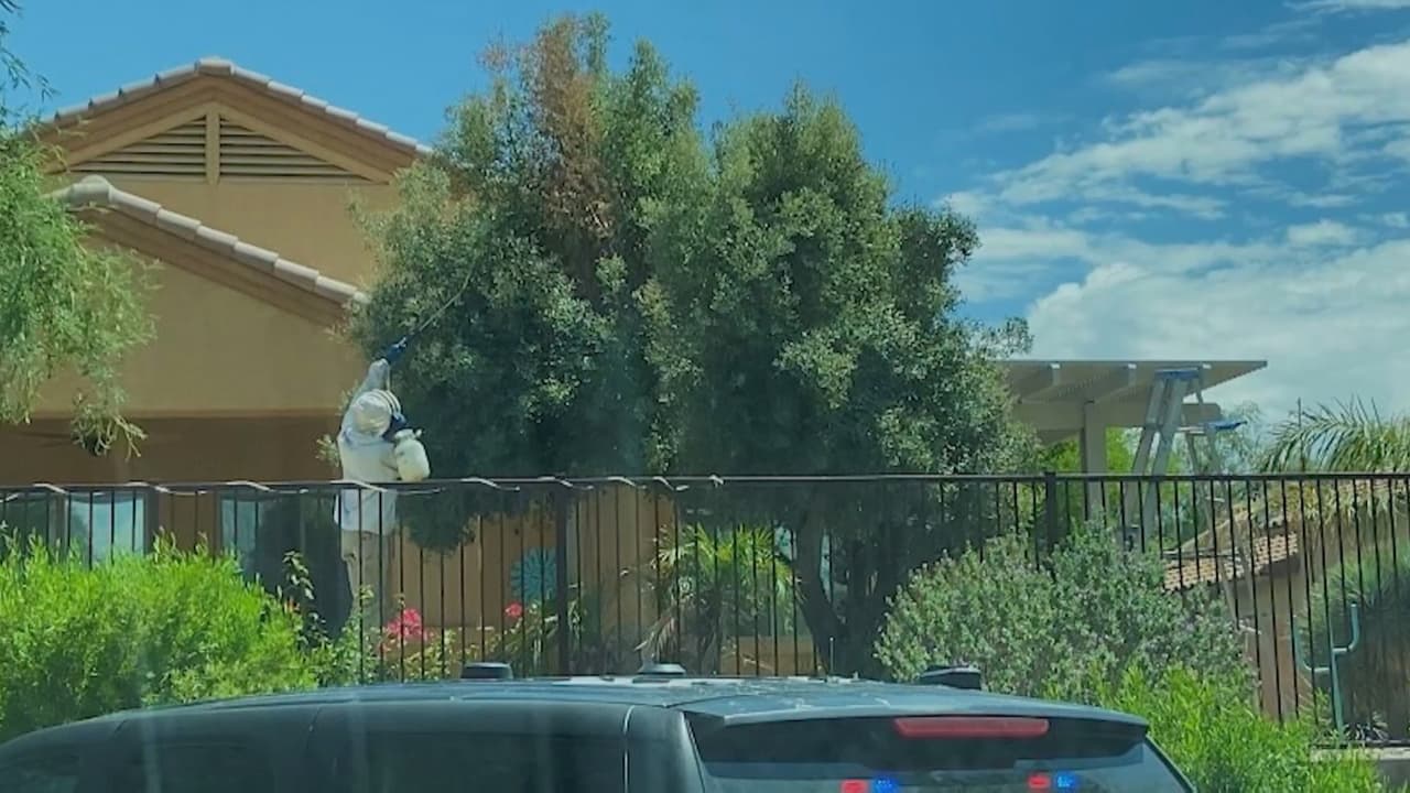 <a href="https://www.univision.com/local/arizona-ktvw/autoridades-en-arizona-recomiendan-solicitar-apoyo-para-remover-panales-de-abeja-ante-recientes-incidentes-video">Un enjambre de abejas que pesaba cerca de cien libras en Marana, Arizona llevó a la muerte de un hombre</a> y seis heridos, tres de ellos hospitalizados, quienes aseguran haber sido picados cientos de veces por estos insectos, 
<a href="https://www.univision.com/local/arizona-ktvw/un-muerto-varios-heridos-ataque-de-enjambre-de-abejas-en-moore-road-y-thomas-arron-drive-en-marana-arizona">así lo dio a conocer el Departamento de Bomberos Northwest a través de twitter. </a>
<br>