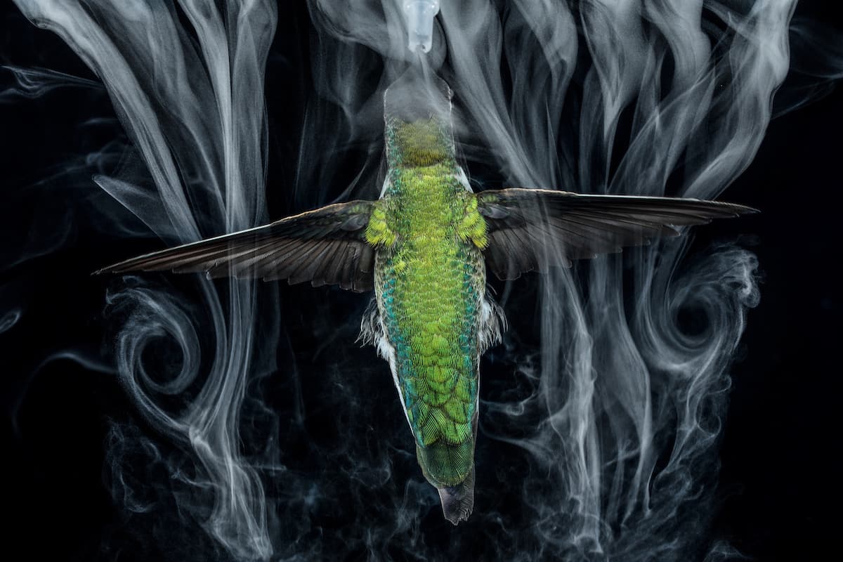 Un 
<a href="https://www.instagram.com/anandavarma/"><u>colibrí volando</u></a> dentro del humo provocado por una máquina con la que los científicos estudian el movimiento del aire en sus alas. “Todas las ganancias se destinarán a la organización 
<a href="https://www.conservation.org/"><u><i>Conservation International</i></u></a>”, agregó Vitale, “porque hemos visto su trabajo sobre el terreno y las transformaciones que han defendido para nuestro planeta”.