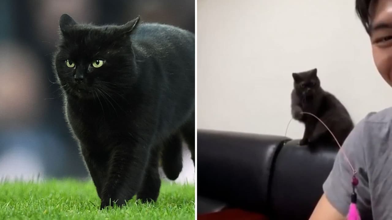 Este gato trata a su dueño como si fuera su mascota y el divertido momento se vuelve viral