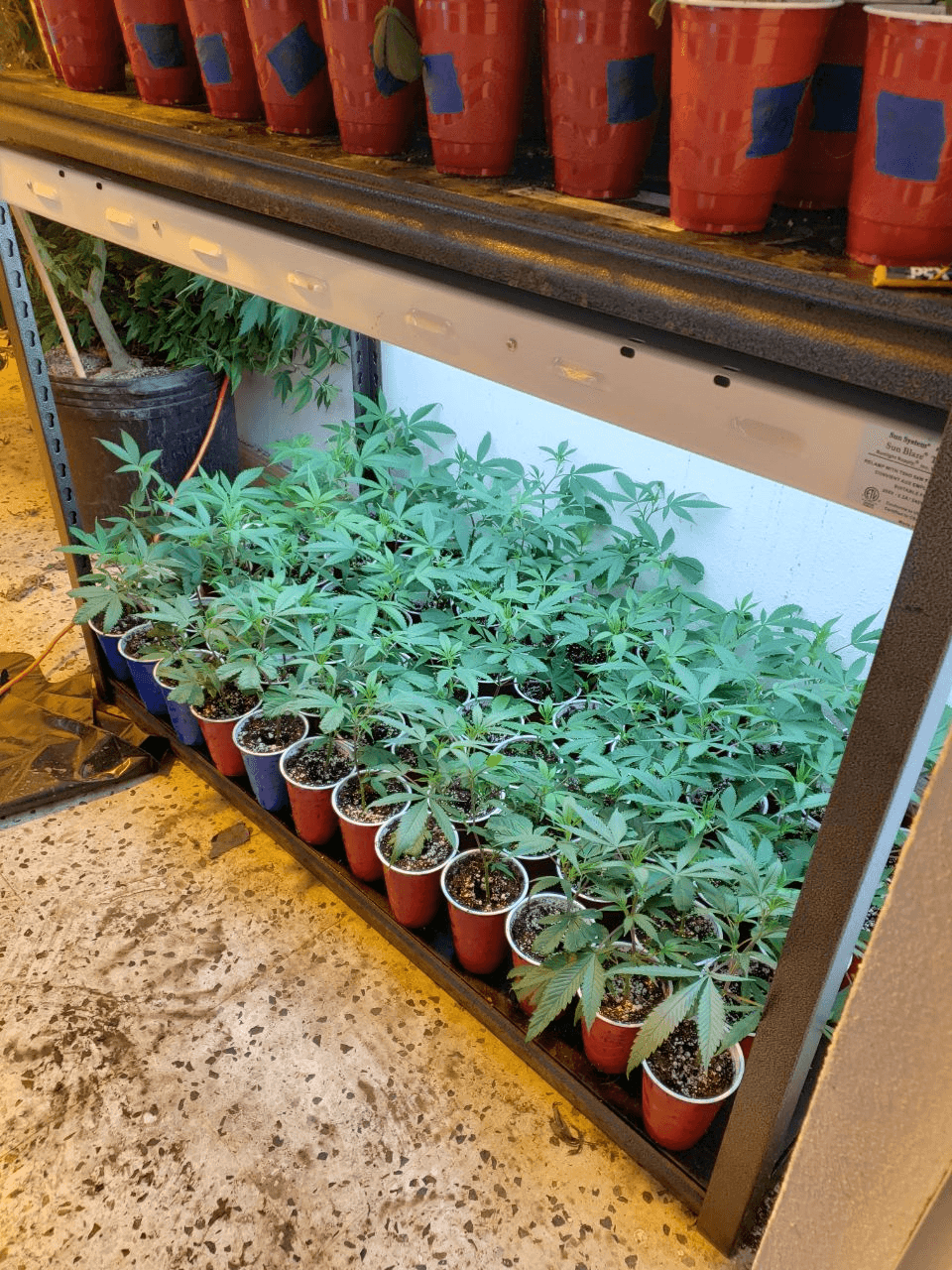 El invernadero de marihuana tenía unas 1,000 plantas, según la policía.