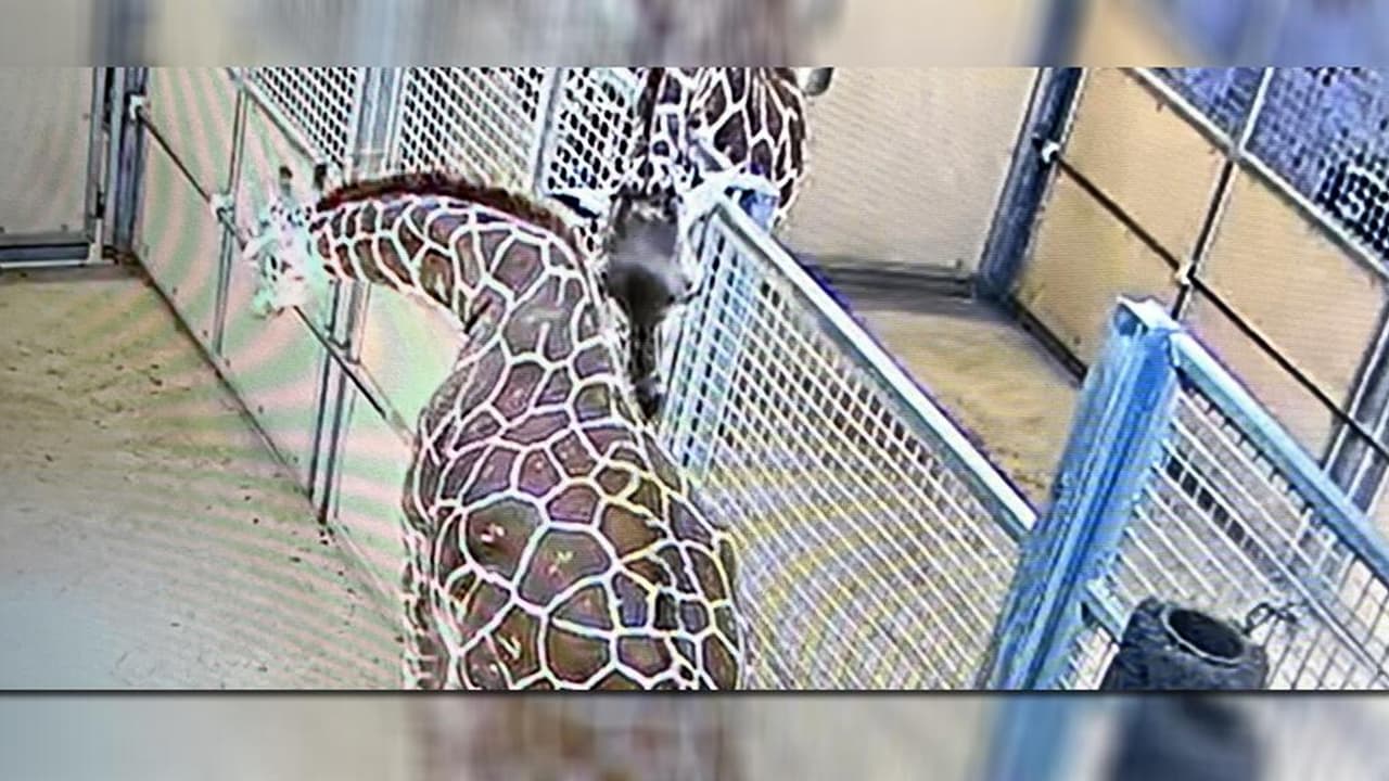 Con una altura de seis pies y un peso de 144 libras, la recién nacida se puso de pie con algo de ayuda adicional del veterinario.