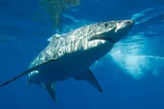 Un surfista sobrevive al ataque de un tiburón blanco en California