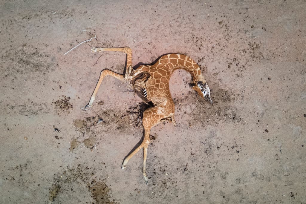 Las jirafas, muy debilitadas por la falta de agua y comida, murieron después de quedar atrapadas en el fango 
<b>cuando trataban de beber agua</b> en una reserva cercana.
