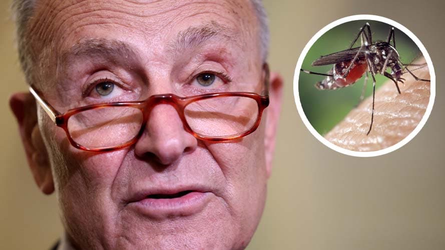 Schumer dice que los mosquitos están “fuera de control” en NYC, pide ayuda federal