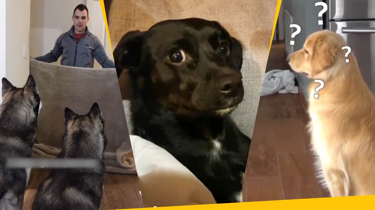 Estos perritos se creyeron un truco de magia: su cara de sorpresa es lo mejor