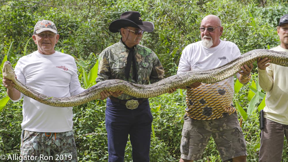“Alligator” Ron Begeron se encontraba grabando un video cuando le avisaron que habían visto a la pintón en los Everglades.