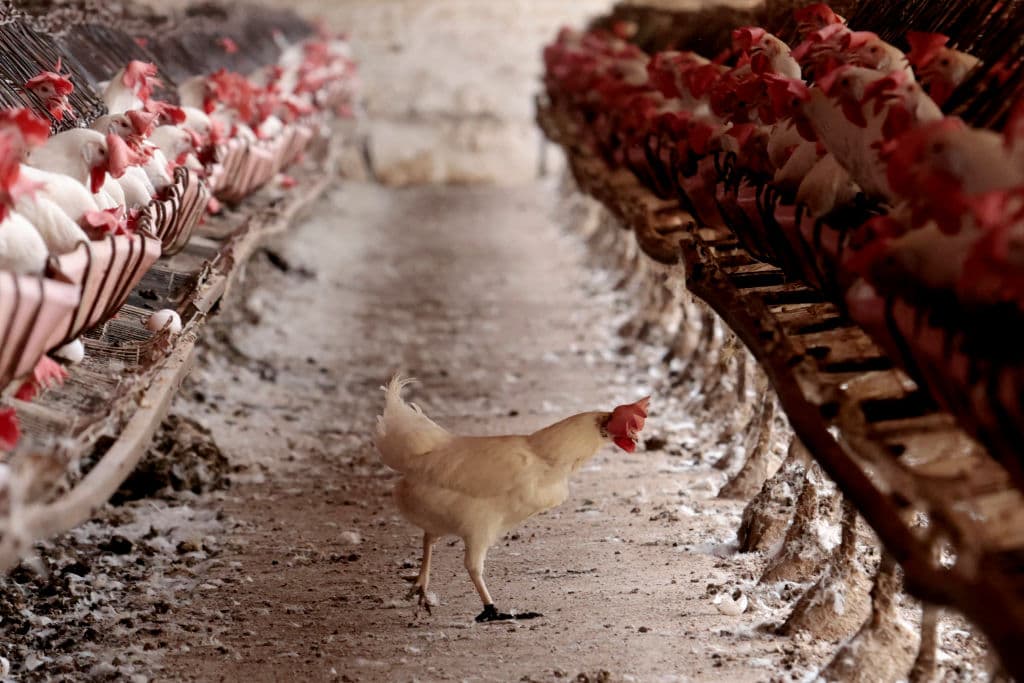 En lo que va de 2025, en Estados Unidos sacrificaron a casi 
<b>19 millones de gallinas ponedoras </b>buscando frenar la gripe aviar.