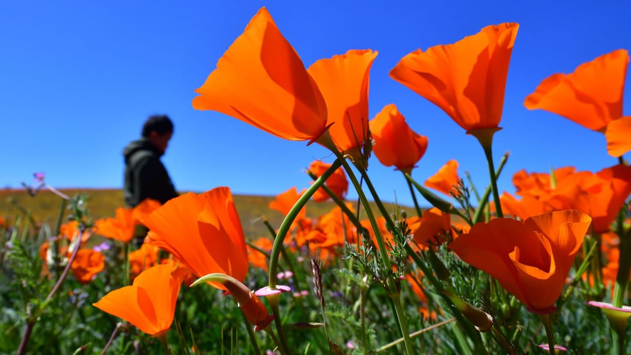 Cuando el clima es propicio, los campos del norte de California se tornan multicolores. Al espectáculo se le conoce como "superfloración" y cada año atrae a miles de turistas al estado dorado.