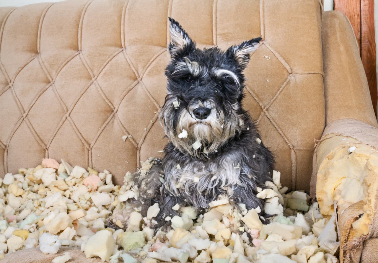 Dos de los más recientes casos son del 
<a href="https://www.univision.com/local/washington-dc-wfdc/dos-perritos-robados-policia-de-washington-dc-investiga-y-busca-a-las-mascotas-video">robo de dos perros</a>: uno de ellos fue hurtado a mano armada por hombres que contactaron a la dueña con el pretexto de comprar a la mascota; el segundo caso ocurrió cuando se metieron por la fuerza a una casa para llevarse al perrito.