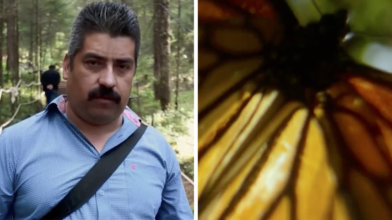 'El guardián de las monarcas': La trágica historia Homero Gómez ya tiene su propio documental en Netflix
