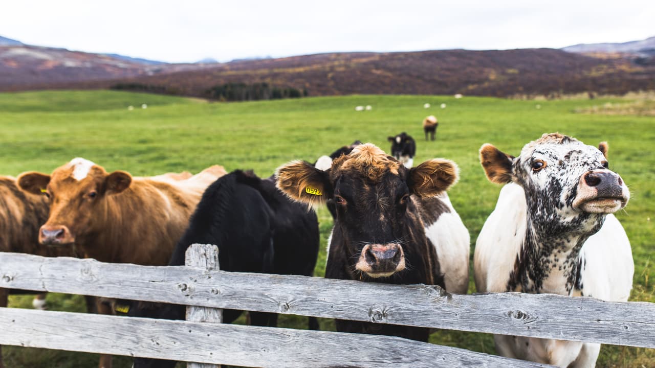 <b>¿Es la leche de vaca tan buena como promete la industria? </b>Un creciente número de estudios 
<a href="https://www.bmj.com/content/349/bmj.g6015?etoc">lo ponen en duda </a>y en particular cuestionan lo que los fabricantes a menudo colocan como su principal valor: la elevada cantidad de calcio que contiene. No está clara, por ejemplo, la efectividad de la leche para 
<a href="https://www.ncbi.nlm.nih.gov/pubmed/20949604">proteger contra rupturas de caderas</a>.