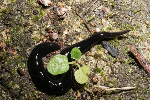 <b>El gusano plano de Nueva Guinea</b> es un gusano depredador marrón oscuro que se descubrió por primera vez en la isla de Nueva Guinea.