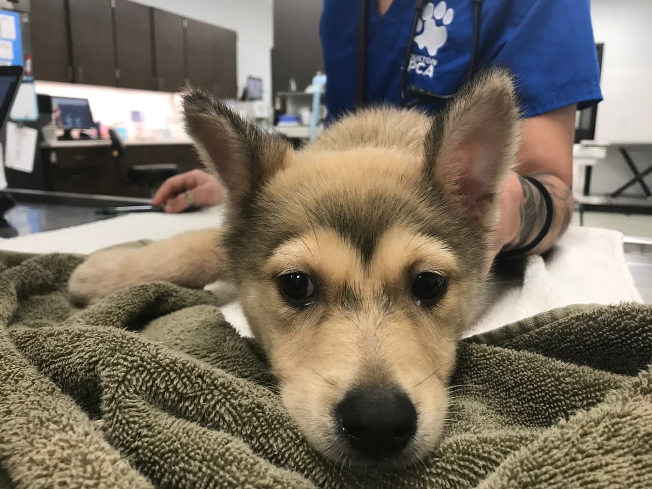 Desde Houston SPCA piden a la comunidad a denunciar este tipo de casos para poder rescatar a los animales.