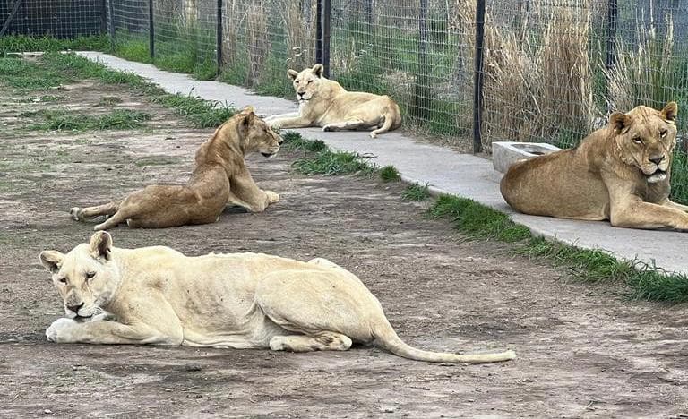 Animales desnutridos en la Black Jaguar