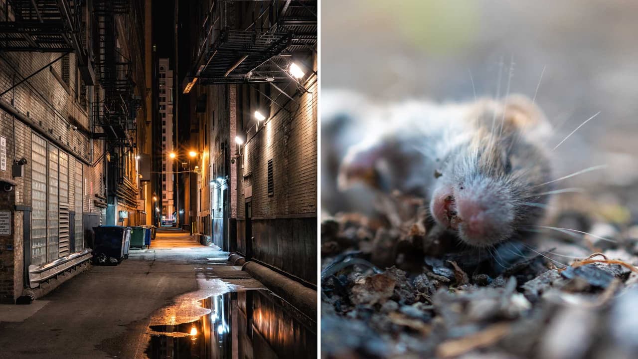 Veneno para ratas invade calles de Chicago: ¿quién está detrás de este peligro?