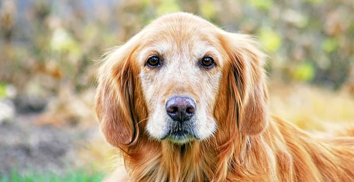 Arrestan a una mujer que lanzó a su viejo perro de un muelle para que se ahogara