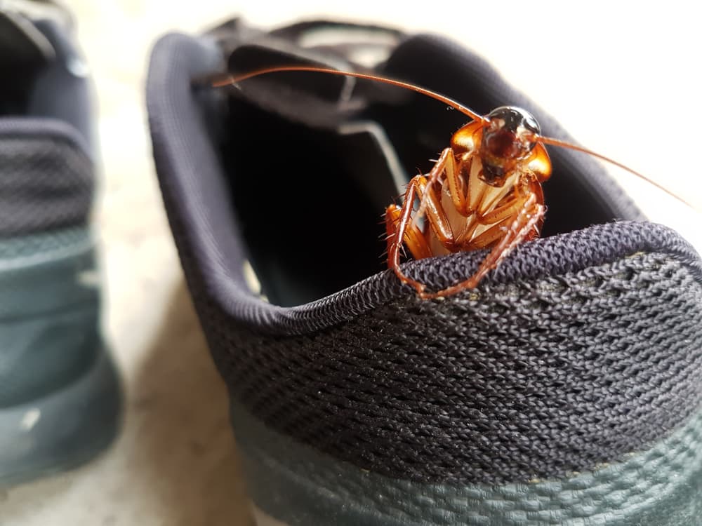 Si la cucaracha es grande significa que puede que veas tus problemas más difíciles de lo que son en realidad o, bien, que tu mismo estás haciendo un problema pequeños más grande de lo que parece.