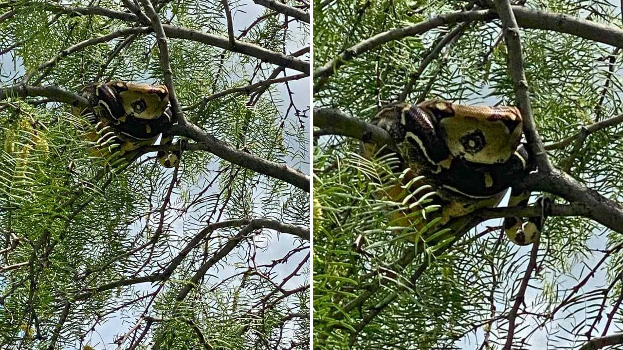 El hallazgo activó un operativo por parte 
<a href="https://www.arlingtontx.gov/City-Services/Animals-Pets/Animal-Services" target="_blank">del equipo de Servicios para Animales de Arlington</a>, que acudió al lugar. Gracias al trabajo coordinado,
<b> lograron alcanzar una rama baja y rescatar al reptil sin contratiempos.</b>