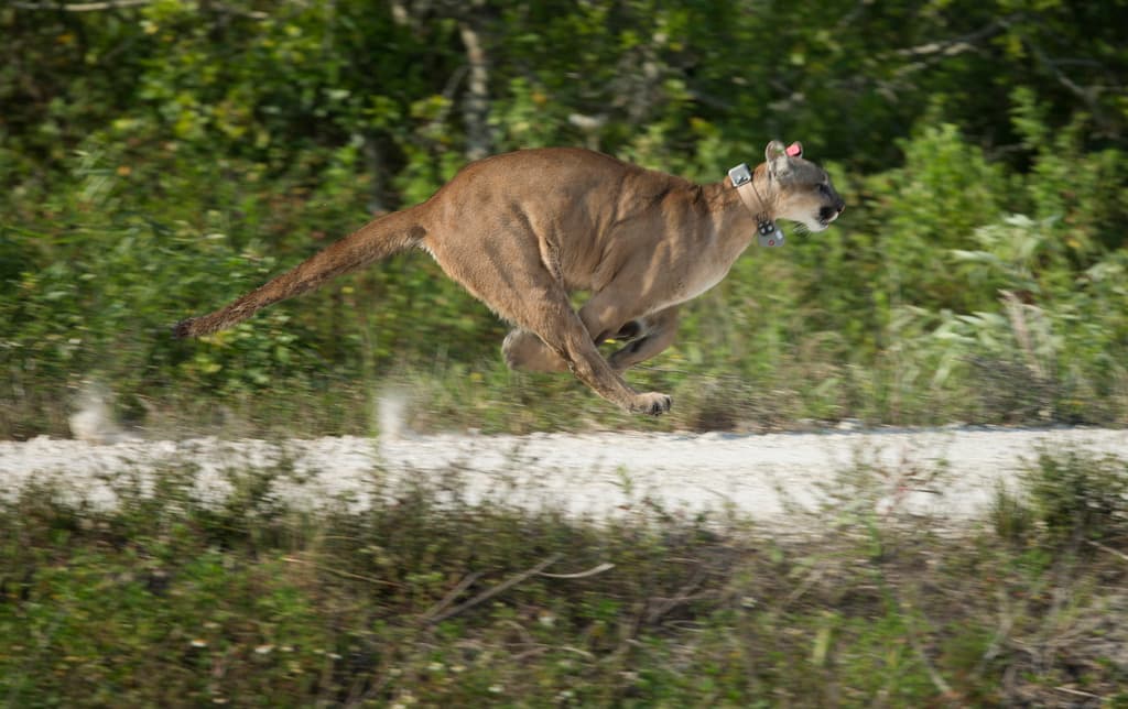 El futuro incierto del puma de Florida: una especie en peligro de extinción por la expansión urbana