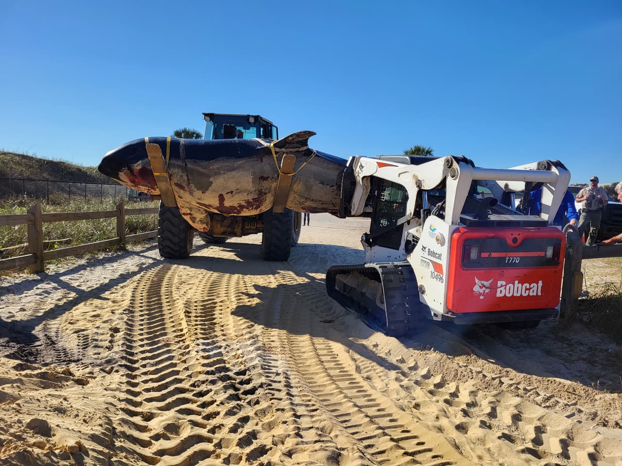 La ballena asesina de más de 7,000 libras de peso y 21 pies de largo fue localizada la mañana del 11 de enero al sur de Jungle Hut Park en Palm Coast, de acuerdo con informes iniciales del Alguacil del condado Flagler. La Administración Nacional Oceánica y Atmosférica señaló a través de un comunicado que la ballena era una hembra de edad adulta y que no tenía algún indicio de interacción con humanos o golpes, además se detectaron algunos "signos de enfermedades". Los detalles de la causa de la muerte de la ballena asesina que apareció en la costa de Florida serán dados a conocer una vez que se concluya la necropsia y los estudios de laboratorios correspondientes.