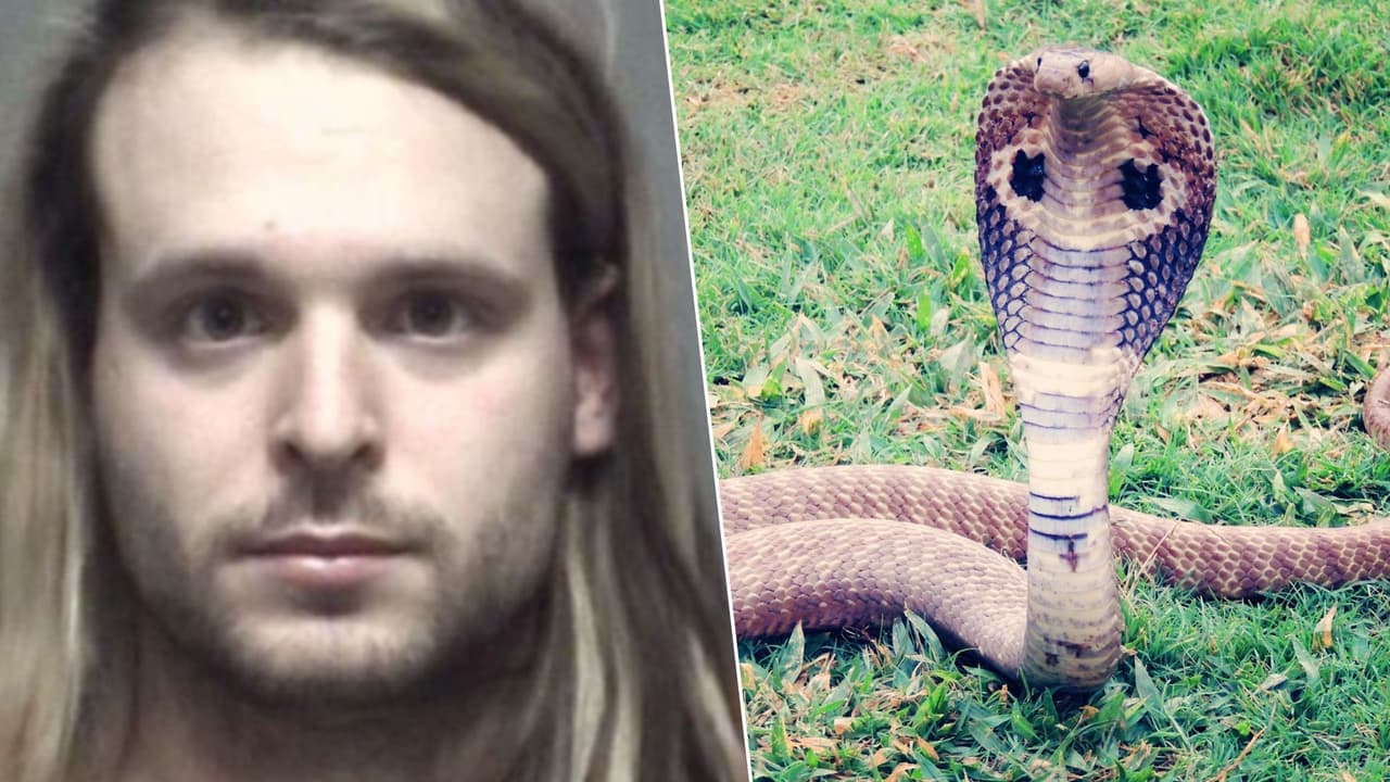 Dueño de serpiente cobra perdida en Grand Prarie es sentenciado a supervisión comunitaria