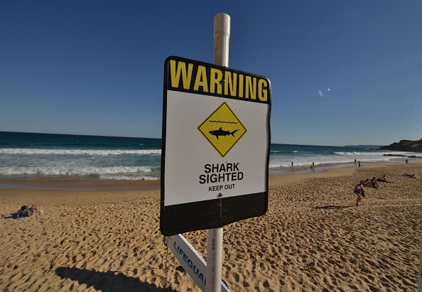 Una pareja fue a surfear y un tiburón agarró a la mujer: el esposo lo golpeó hasta que la liberó