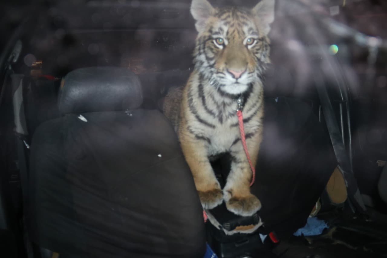 Unos policías en Ciudad Juárez se acercaron a un auto y encontraron un copiloto inusual: un tigre