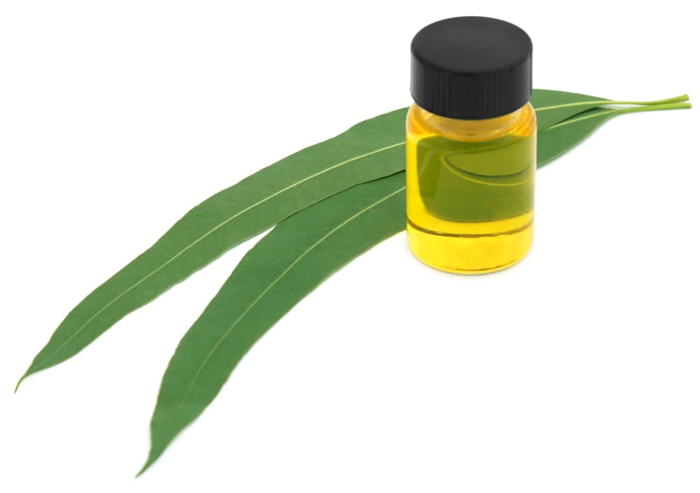 También puedes poner en una ollita o reciipiente una mezcla de hojas o aceite de eucalipto con algo de canela.