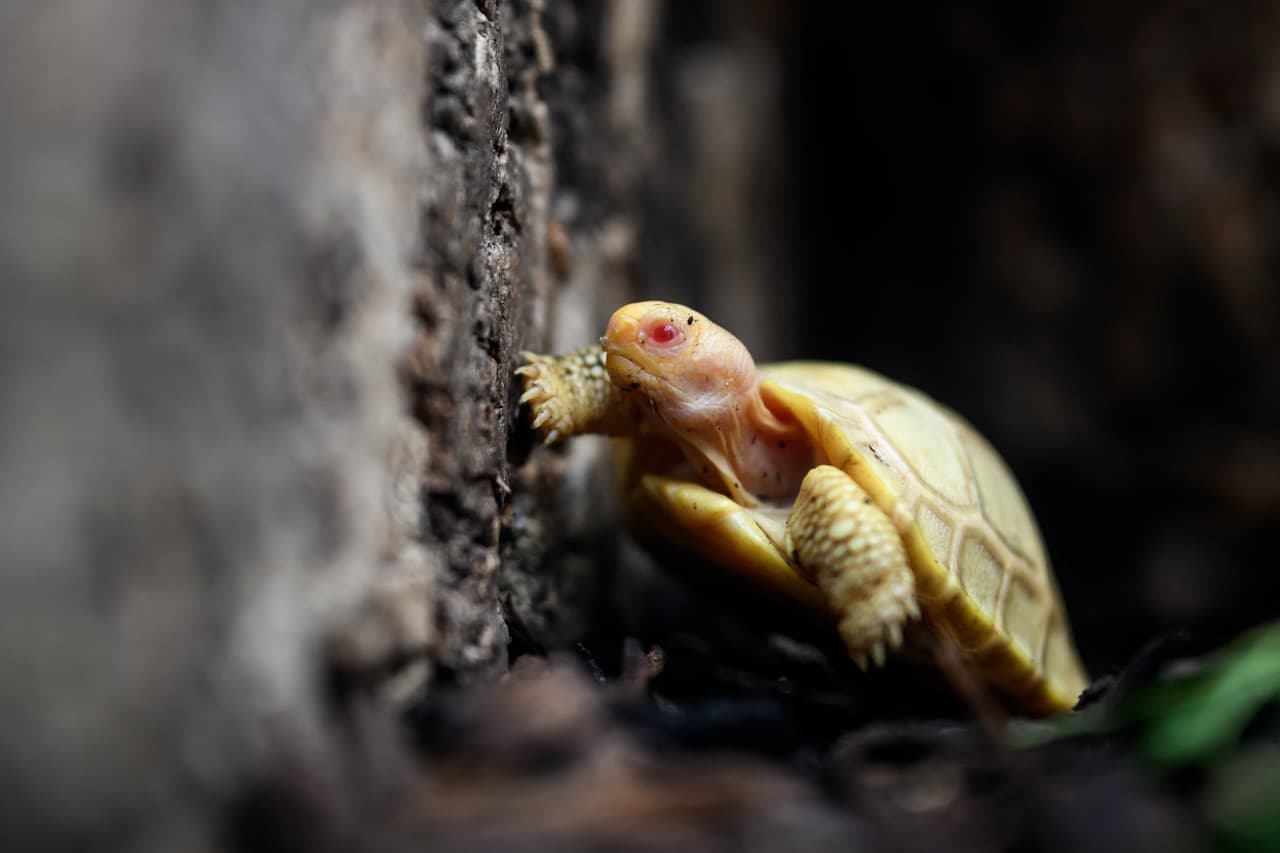 Hasta ahora ha habido nuevos nacimientos de estas tortugas en solo tres zoológicos en todo el mundo, incluidos dos en Suiza.
<br>