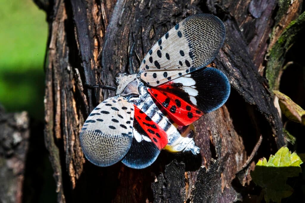 La mosca de manchas (Lycorma delicatula) es originaria de China y se detectó por primera vez en Pennsylvania en septiembre de 2014. 
<a href="https://www.aphis.usda.gov/aphis/resources/pests-diseases/hungry-pests/slf/spotted-lanternfly" target="_blank">Se alimenta de una amplia gama de árboles frutales, ornamentales y leñosos</a>, explica el Departamento de Agricultura de EEUU.