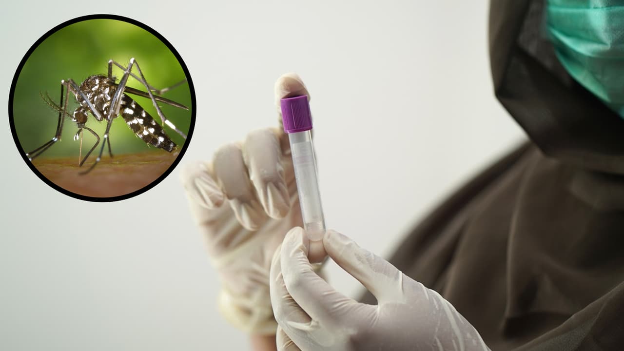 Reportan primera muerte por virus del Nilo en Los Ángeles en 2024; así puede protegerse