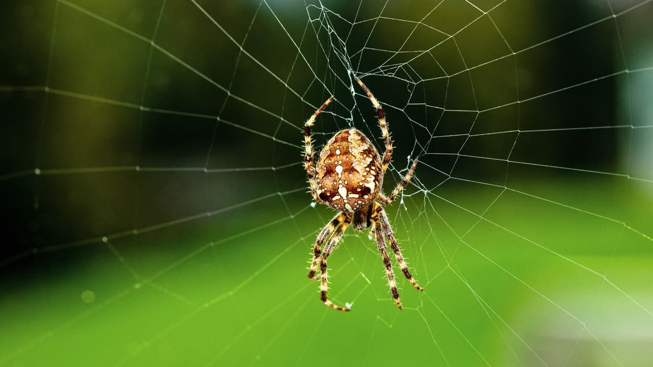<h3 class="cms-H3-H3">🕷️ ¿Cuándo llamar a un profesional? </h3>
<br>Si ves muchas arañas en casa, encuentras una Reclusa Parda o Viuda Negra, o si tienes dudas sobre qué especie es, lo mejor es consultar con un especialista en control de plagas. 
<b>Ellos pueden identificar los focos de infestación y ayudarte a eliminarlas de forma segura.</b>