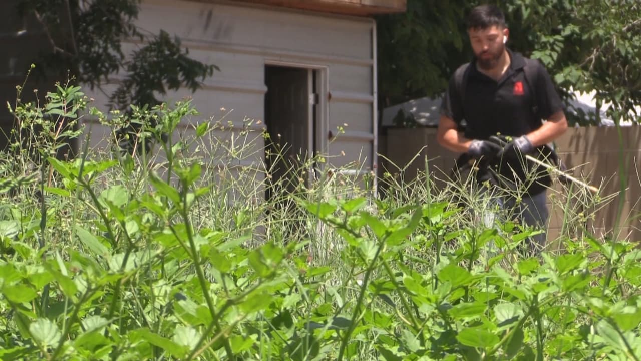 Las termitas no son las únicas que buscan un refugio en sus hogares. “También las cucarachas de afuera, mas grandes se meten a la casa por la lluvia, porque la lluvia las molesta en su nido y buscan como entrar”, explica Rivas, experto en control de plagas. 
<br>