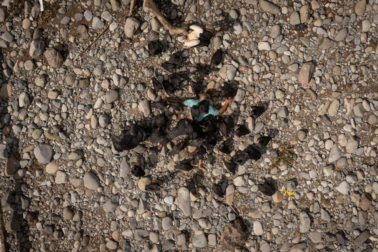 Buitres rodean el cadáver de un hombre a orillas del río Tuquesa cerca de Bajo Chiquito, Panamá, en una foto de noviembre de 2024. Es el sitio donde llegan los migrantes tras cruzar el Tapón del Darién desde Colombia en su viaje hacia EEUU. El Proyecto Migrantes Desaparecidos informó de 
<a href="https://www.univision.com/noticias/inmigracion/tapon-darien-ruta-a-estados-unidos-la-usan-mas-migrantes">141 muertes conocidas en el Darién en 2023,</a> probablemente una fracción del número real por las dificultades para informar y recuperar cadáveres. El gobierno panameño estima que medio millón de personas cruzaron la región en 2023.
