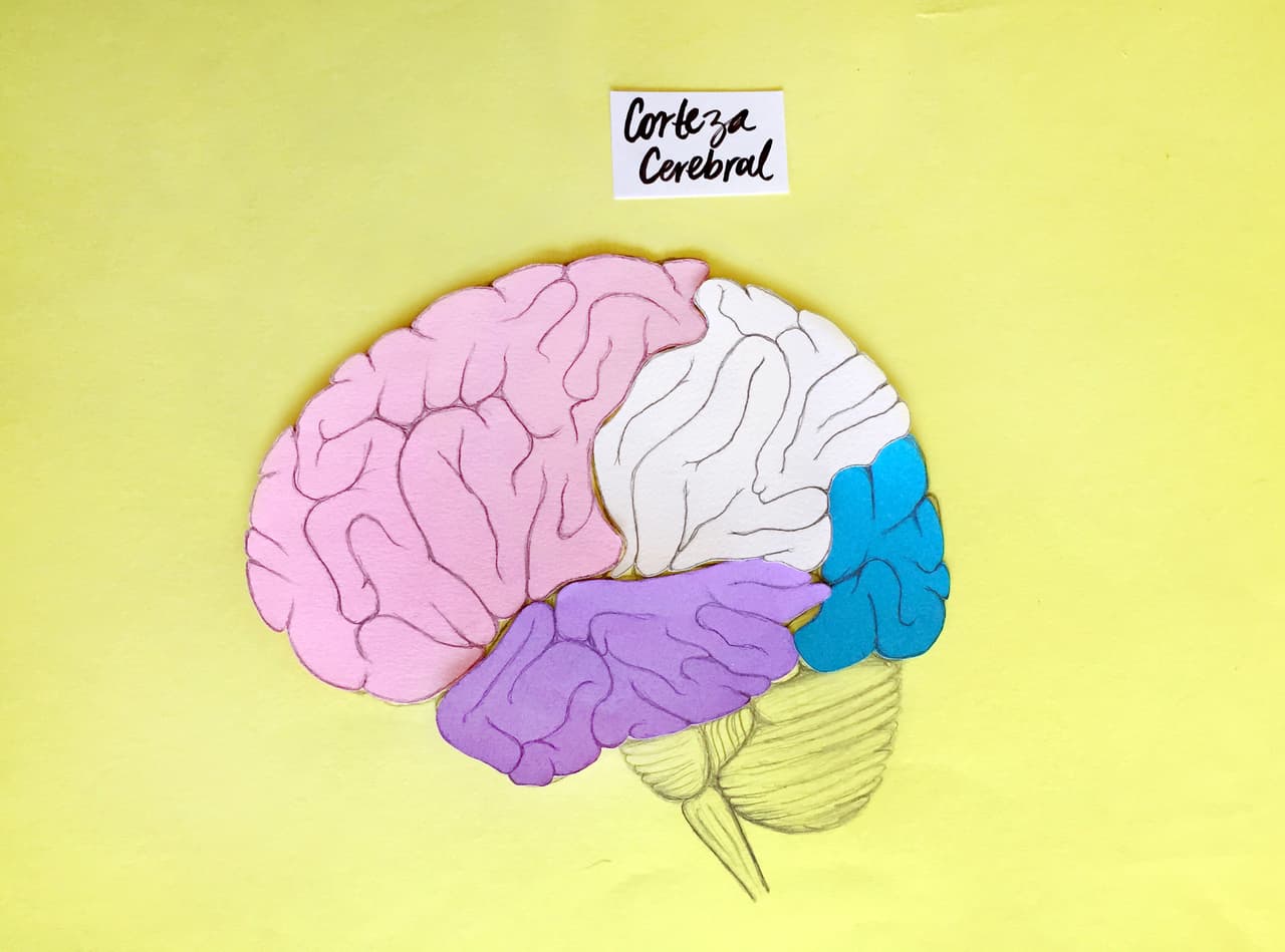 La 
<b>corteza cerebral </b>se encarga de todas las funciones complejas del 
<b>pensamiento, acción, sensación y sentido de conciencia</b>. Se divide en varias áreas principales: el lóbulo occipital, los lóbulos temporales, el lóbulo parietal y el lóbulo frontal.