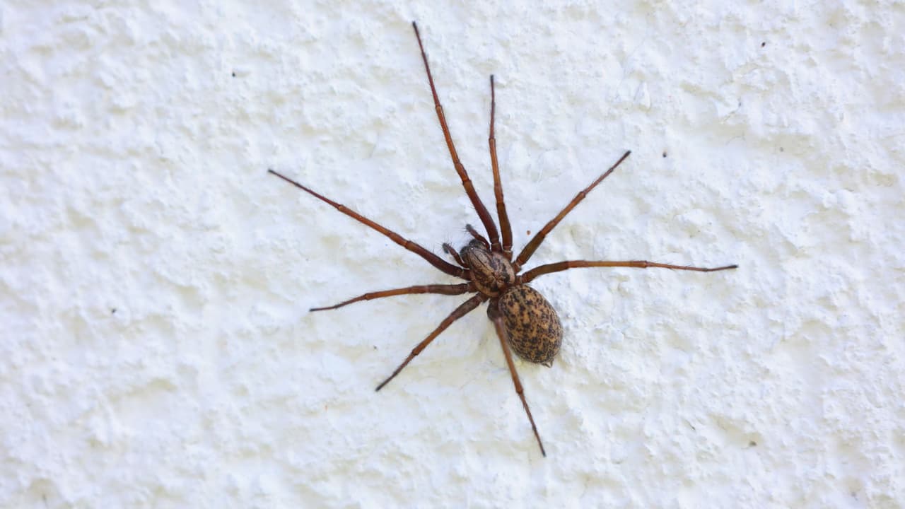 <b>En Texas, convivimos con la naturaleza más de lo que creemos.</b> Las arañas están ahí, pero con buena información, limpieza y precaución, no tienen por qué convertirse en un problema.
<b> Tu mejor defensa es el conocimiento.</b> Proteger a tu familia empieza con saber qué buscar, cómo prevenir y cuándo actuar. Y ante la duda, 
<b>siempre es mejor preguntar a un profesional. </b>