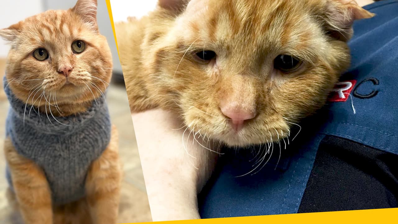 Él es el gatito más triste del mundo: querían sacrificarlo solo por su apariencia descuidada