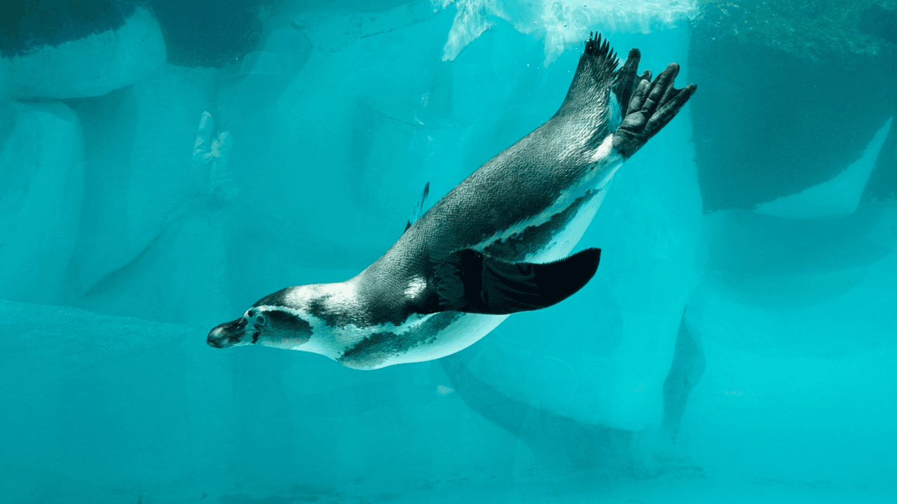Los pingüinos se llaman así por el nombre en latín de las alcas gigantes.
