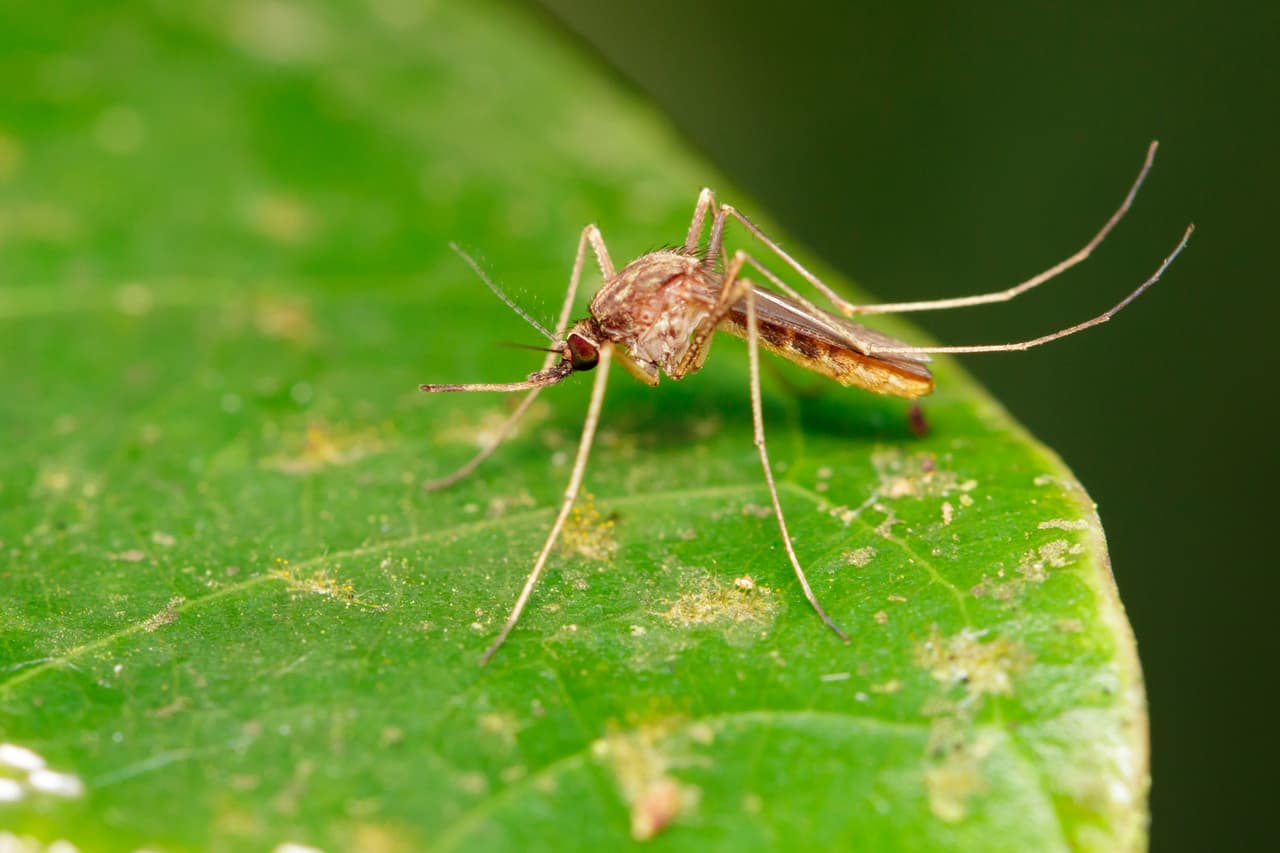 Mosquitos gigantes: los extraños avistamientos tras el paso de un huracán
