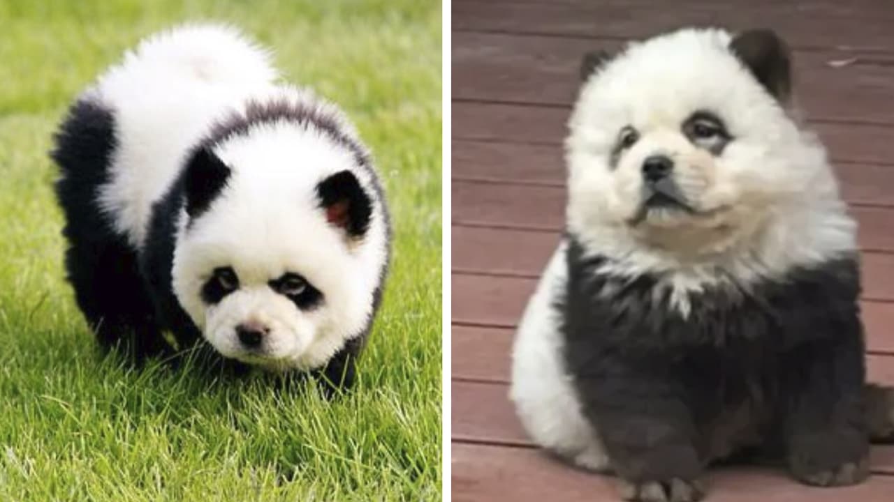 Zoológico pinta perritos para que parezcan pandas y los exhibe: Internet no lo perdona