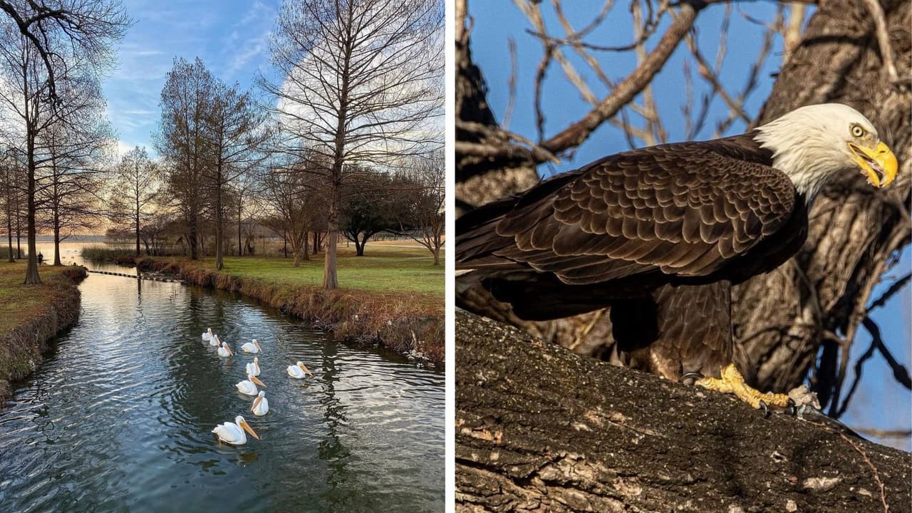 El biólogo dice que 
<b>White Rock Lake es un buen hábitat para las águilas </b>pues tiene varios recursos naturales disponibles. Además, que la mayoría de los grandes lagos de Texas tienen una pareja de águilas reproductoras.