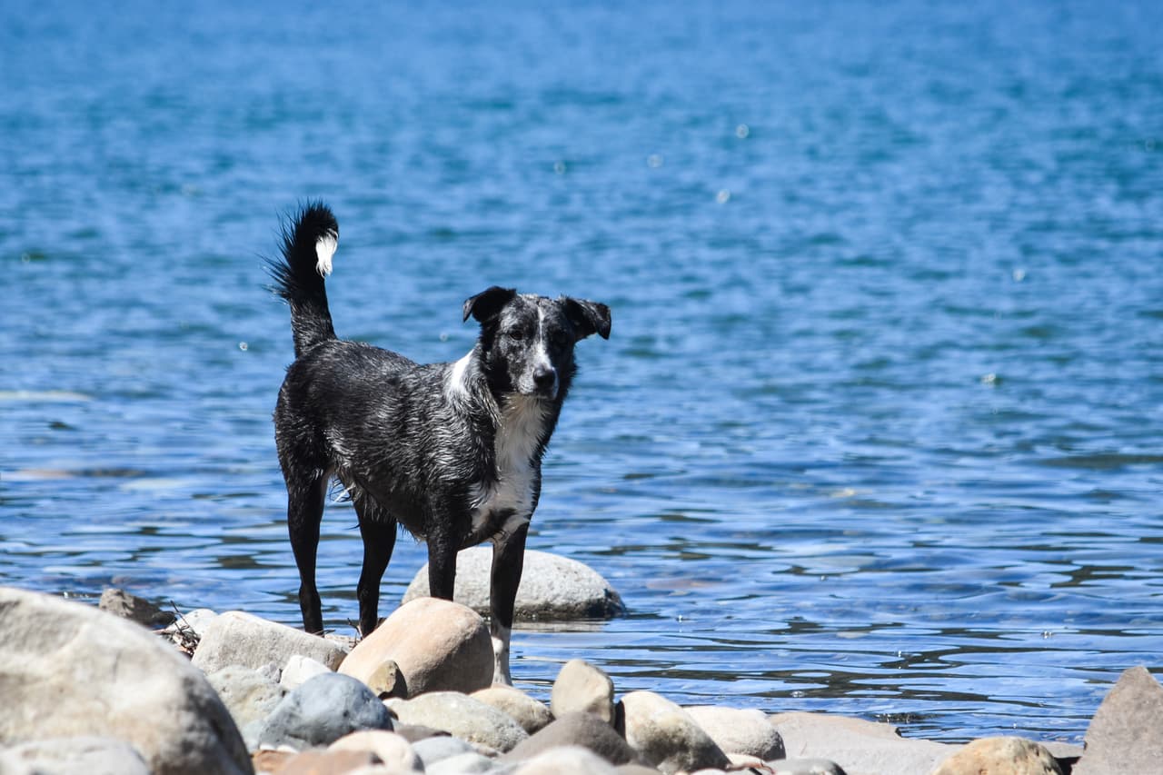 Si el agua está descolorida, maloliente, espumosa o escamosa, no entre y tampoco acerques a tus mascotas al cuerpo de agua.
<br>
<a href="https://www.austintexas.gov/page/algae" target="_blank">Fuente: Ciudad de Austin</a>