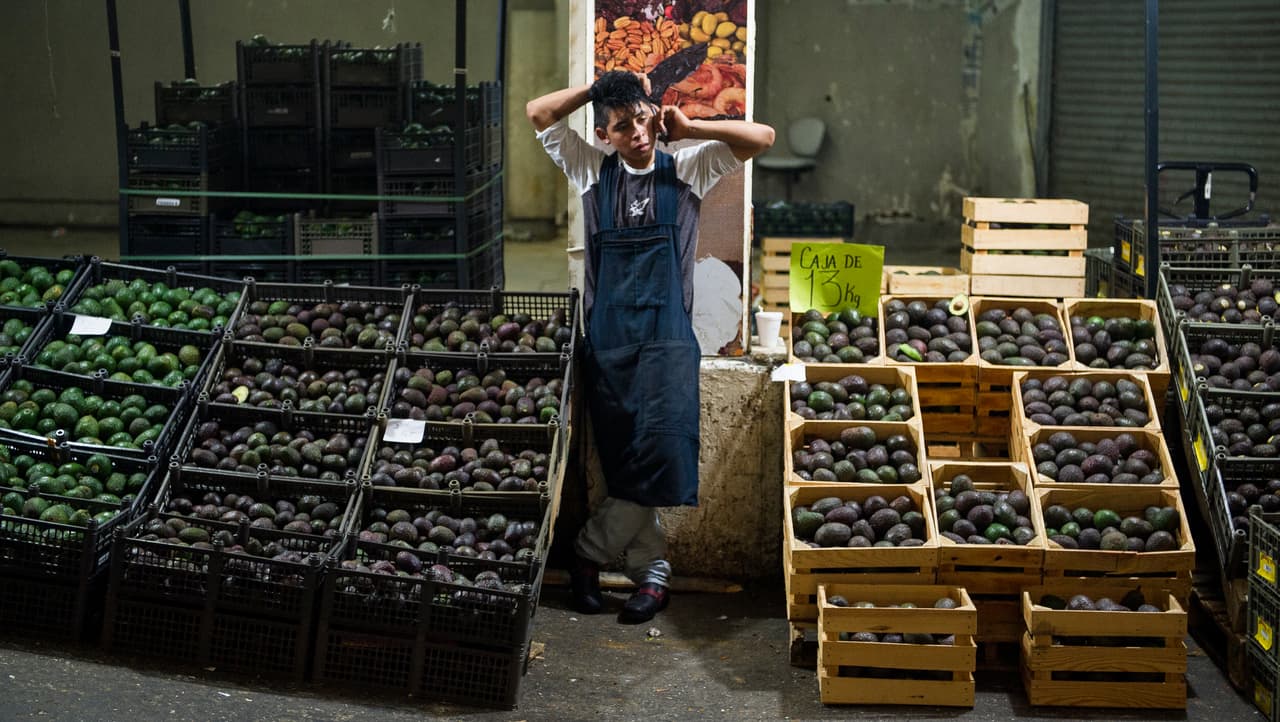 Por qué EEUU frenó la importación de aguacates mexicanos 