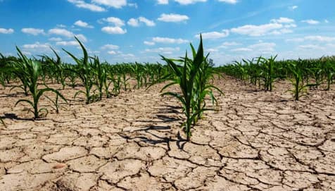 “Vamos a dejar tierra sin sembrar”: agricultores de California se ven afectados por sequía 