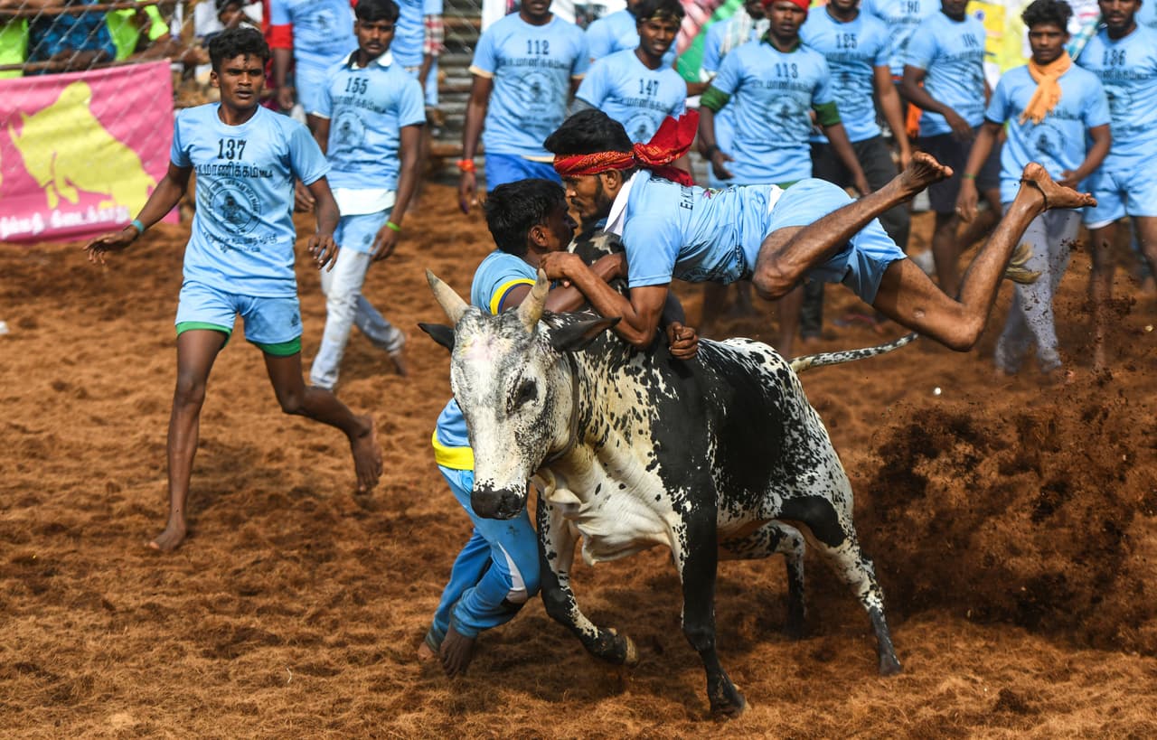 Medios locales reseñaron que los heridos fueron ingresados en hospitales de Madurai para recibir tratamiento, una consecuencia que ya se ha vuelto rutina.