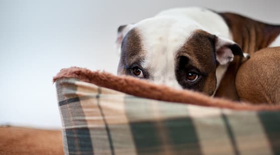 Lleva a las mascotas al interior mucho antes de una tormenta. 
<b>Nunca dejes a las mascotas atadas afuera.</b> Las mascotas deben tener la misma cobertura que los humanos durante clima severo.