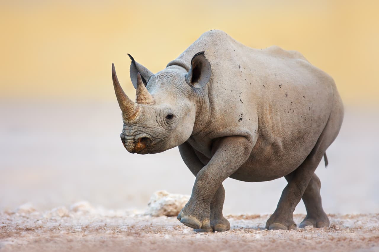 <h3 class="cms-H3-H3">Rinoceronte negro</h3>
<br>
<br>Para la década de 1990, la población de estos animales se redujo a tan solo 2,400 en estado salvaje. Gracias a diversos programas de conservación, 
<b>este número se ha duplicado y los han ubicado en zonas donde se creían extintos.</b> Esta logística no ha sido fácil debido a que se trata de especies que llegan a pesar cerca de una tonelada y sobre todo porque su hábitats suelen ser terrenos de poca accesibilidad. 
<br>