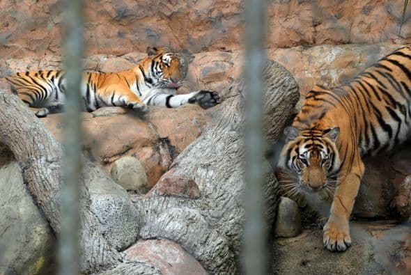 El Brookfield Zoo, ha implementado chats de animales "Bringing the Zoo to You" (Trayendo el Zoologico a Ti) a través de Facebook Live. Estos chats se realizarán de de lunes a viernes a las 11:00am. Para las personas que no puedan sintonizar a esa hora, podrán encontrar los videos en la pagina de 
<a href="https://www.youtube.com/channel/UCBDh3tzmQGIRxnnzlygsi-A" target="_blank">YouTube</a> y 
<a href="https://www.facebook.com/BrookfieldZoo/" target="_blank">Facebook</a>.