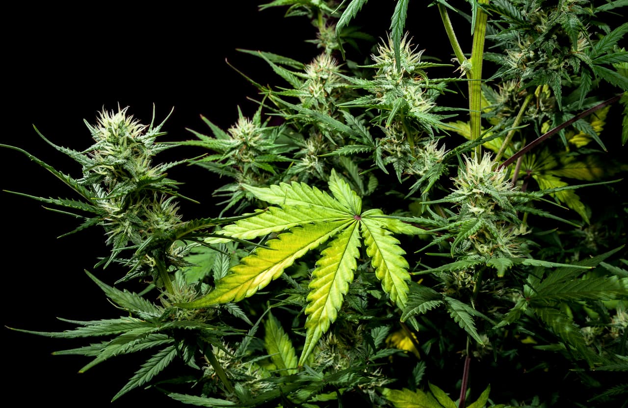 Gracias a la forma tan peculiar de su hoja es una planta fácil de reconocer. Sus hojuelas (sub-partes que componen la hoja) tienen bordes serrados. Estas características la identifican mundialmente. Su hoja es utilizada prácticamente como un ícono o símbolo.