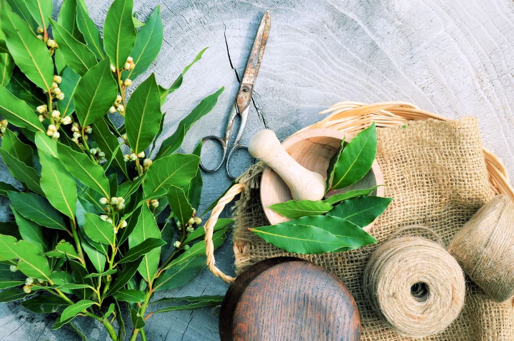 <b>Remedios naturales. </b>Las plantas aromáticas como el laurel, la albahaca o la menta suelen repeler a estos insectos sin la necesidad de usar químicos. 
<br>